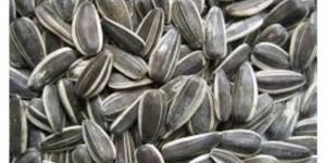 Sunflower Seed