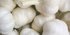 Himachal Garlic