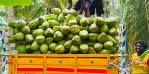 Green Tender Coconut