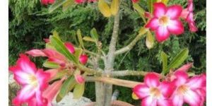 Adenium Plant