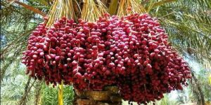 Date Palm Tree