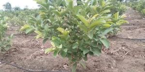L49 Guava Plant