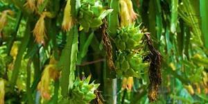 Well Watered Dragon Fruit Plant