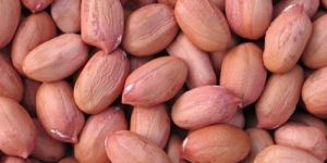 Organic Groundnut Seeds