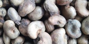 Raw Cashew Nuts in Shell