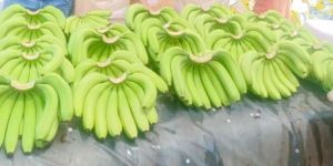 G9 Cavendish & Yelakki Banana