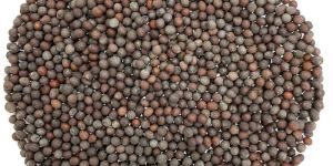 Black Mustard Seeds