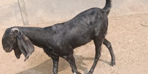 Female Beetal Goat