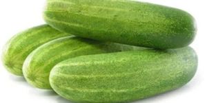 Cucumber