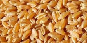 Durum Wheat