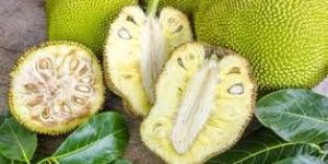 Jackfruit