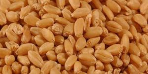 Sharbati Wheat Seeds