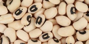 Cowpea Seeds