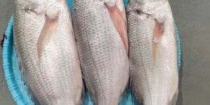 White Snapper