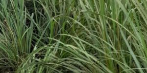 Dry Lemongrass Leaves