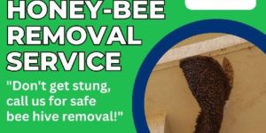 Honey Bee Removal Service