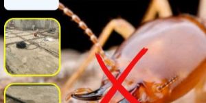 Termite Control Service