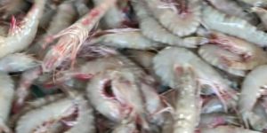 Fresh Tiger Prawn