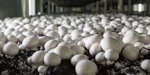 Milky White Mushroom
