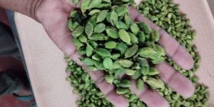 Green Cardamom 7.5 to 8 MM