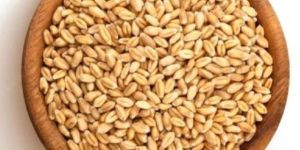 Spelt Wheat Grains