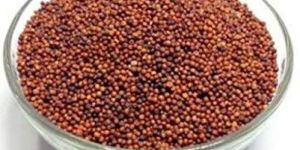 Finger Millet Seeds