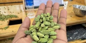 Green Cardamom