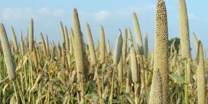Pearl Millet