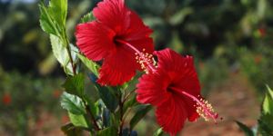 Fresh Hibiscus Flower