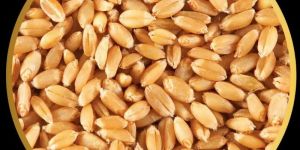 Wheat Seeds
