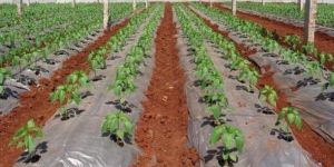 Compostable Mulch Film Roll