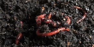 Vermicompost Fertilizer