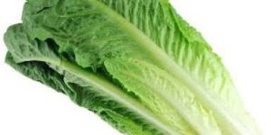 Romaine Lettuce