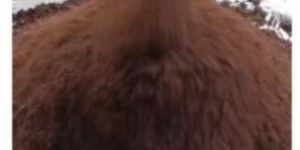 Chicken Poultry Meal