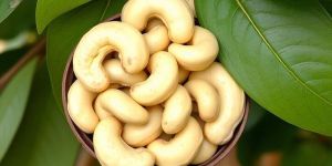 Cashew Nuts