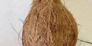 Solid Husked Coconut