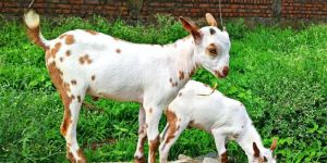 Barbari Goat Kids