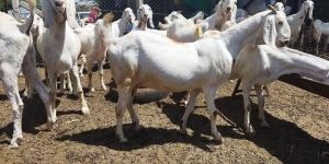 Female Pregnant Sojat Goat