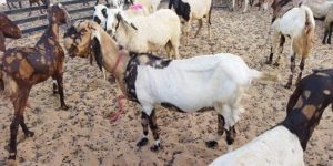 Female Pregnant Totapari Goat