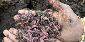 Live Earthworms Vermicompost Fertilizer