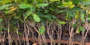 V4 Cashew Grafted Plant