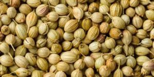 Organic Coriander Seeds
