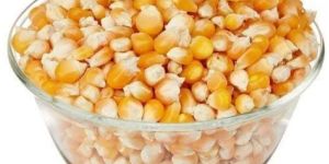 Organic Corn Seeds