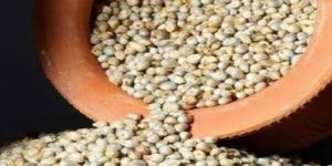Organic Pearl Millet Seeds