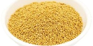 Organic Yellow Mustard Seeds