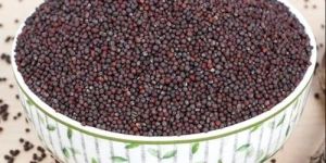 Research and OP Mustard Seeds