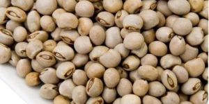 Research and OP Pigeon Pea Seeds