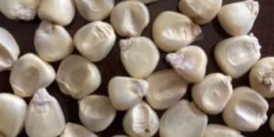 Hybrid Maize Seeds