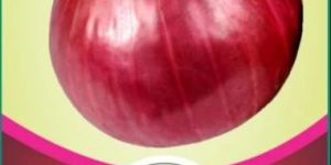 Selection Research Onion Seeds