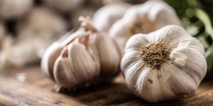 Garlic